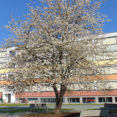blühender Kirschbaum im Schulhof